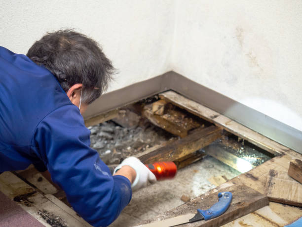 Best Local Mold Removal Service  in Neoga, IL