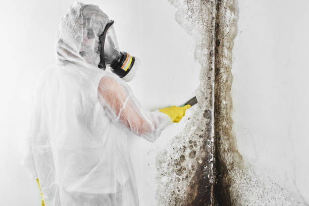Best Residential Mold Removal  in Neoga, IL