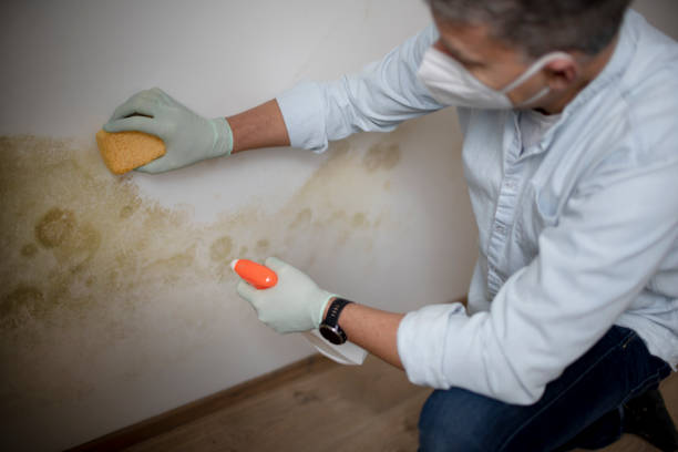 Best Commercial Mold Removal  in Neoga, IL