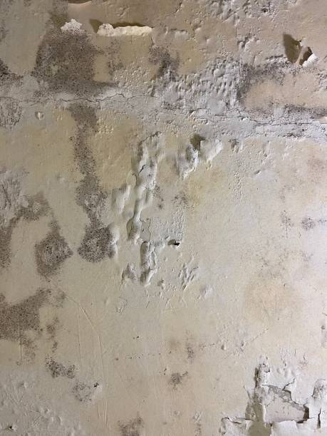 Best Certified Mold Removal  in Neoga, IL