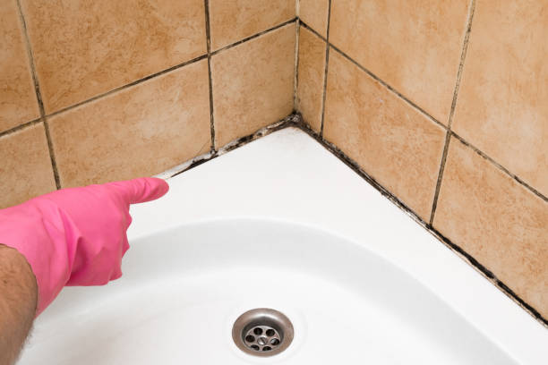 Mold Removal and Inspection in Neoga, IL