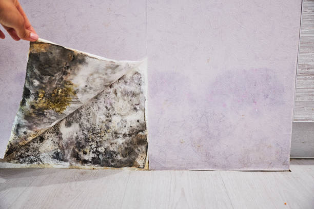 Best Affordable Mold Removal  in Neoga, IL